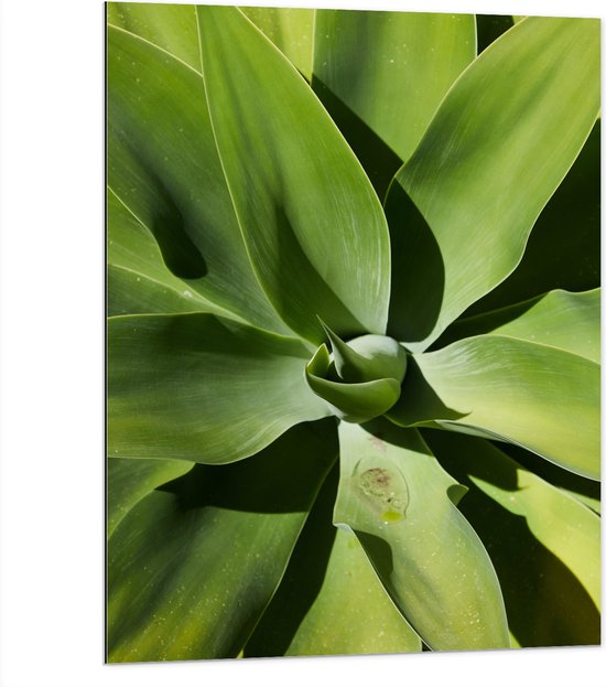Dibond - Close-up van Groene Agave Plant - 75x100 cm Foto op Aluminium (Wanddecoratie van metaal)
