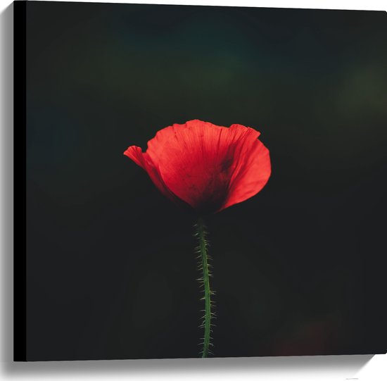 WallClassics - Canvas - Rode Eenzame Bloem - 60x60 cm Foto op Canvas Schilderij (Wanddecoratie op Canvas)