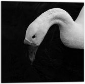 WallClassics - Dibond - Zwart Wit Foto van Zwanenhoofd - 50x50 cm Foto op Aluminium (Wanddecoratie van metaal)