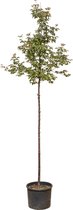 Papier esdoorn Acer griseum 250 cm