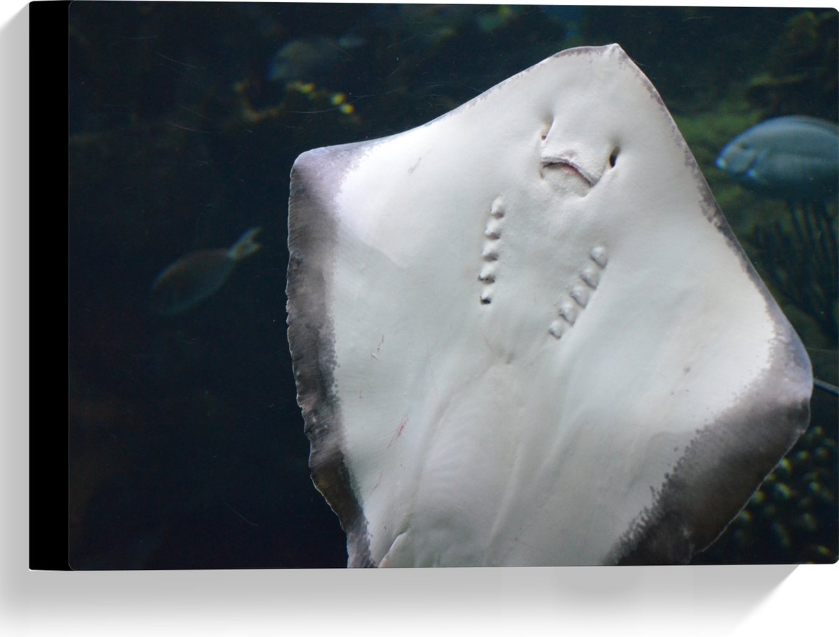 Canvas - Onderaanzicht van Rog zwemmend tegen Aquarium - 40x30 cm Foto op Canvas Schilderij (Wanddecoratie op Canvas)