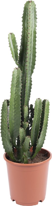 WL Plants - Euphorbia Acrurensis - Cactus - Cowboycactus - Kamerplanten - ± 80cm hoog - 24cm diameter - in Kweekpot