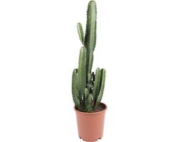 Bloomique - Euphorbia Acrurensis - Wolfsmelk - Cactus - Kamerplanten - Gemakkelijk in onderhoud - Pot 24cm - 80-100cm Hoog Bloomique - Euphorbia Acrurensis - Wolfsmelk - Cactus - Kamerplanten - Gemakkelijk in onderhoud - Pot 24cm - 80-100cm Hoog