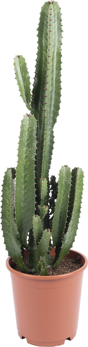 Bloomique - Euphorbia Acrurensis - Wolfsmelk - Cowboy Cactus - Hanekam Wolfsmelk - Kamerplanten - Hoogte 100-120 cm - Pot 24 cm