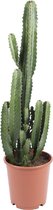 WL Plants - Euphorbia Acrurensis - Cactus - Cowboy Cactus - Plantes d'intérieur - ± 80cm de haut - 24cm de diamètre - en pot de culture