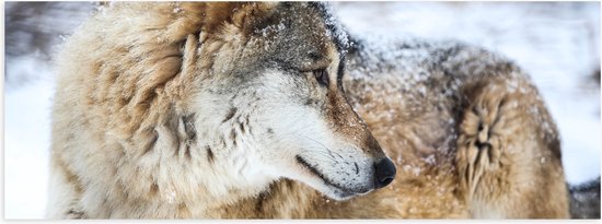 Poster (Mat) - Omkijkende Bruine Wolf liggend in Besneeuwd Bos - 90x30 cm Foto op Posterpapier met een Matte look