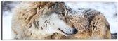 Dibond - Omkijkende Bruine Wolf liggend in Besneeuwd Bos - 60x20 cm Foto op Aluminium (Wanddecoratie van metaal)