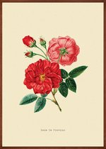 Rosa Gallica Bloem Vintage Poster 21x30 cm