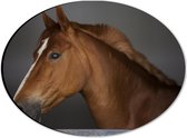 Dibond Ovaal - Zijaanzicht van Bruin Paard met Witte Bles - 28x21 cm Foto op Ovaal (Met Ophangsysteem)