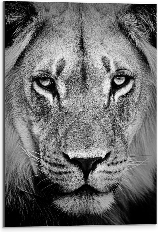 Dibond - Portret van Prachtige Leeuw met Heldere Ogen (Zwart- wit) - 40x60 cm Foto op Aluminium (Met Ophangsysteem)