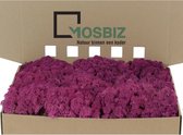 MosBiz Rendiermos Erica per 1000 gram voor decoraties en mosschilderijen