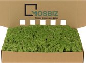 MosBiz Rendiermos Medium Green per 1000 gram voor decoraties en mosschilderijen