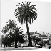 WallClassics - Acrylglas - Palmbomen in Amerikaanse Buurt (Zwart- wit) - 100x100 cm Foto op Acrylglas (Met Ophangsysteem)
