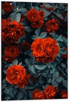 WallClassics - Dibond - Rode Volle Bloemen in Donkergroene Struik - 60x90 cm Foto op Aluminium (Met Ophangsysteem)