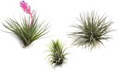 Plant in a Box - Tillandsia - Mix van 3 - Luchtplantjes - Kamerplanten - Decoratief - Hoogte 5-15cm