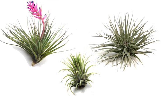 Plant in a Box - Tillandsia - Mix de 3 - Luchtplantjes - Plantes d'intérieur - Décoratif - Hauteur 5-15cm