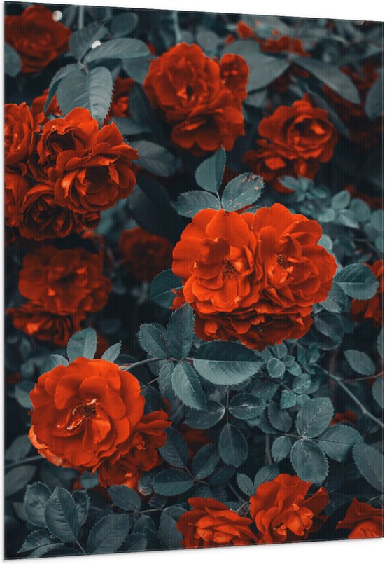 WallClassics - Drapeau - Fleurs pleines rouges dans un buisson vert foncé - 100 x 150 cm Photo sur drapeau en polyester