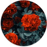WallClassics - Dibond Muurcirkel - Rode Volle Bloemen in Donkergroene Struik - 70x70 cm Foto op Aluminium Muurcirkel (met ophangsysteem)