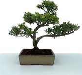 Bonsaiwonder - ILEX - Bonsai boompje - Voor binnen en buiten - Hoogte: 35cm, Ø 20cm - Inclusief sfeervolle keramieken pot