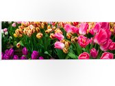 PVC Schuimplaat - Verse Tulpen in Verschillende Kleuren in het Veld - 60x20 cm Foto op PVC Schuimplaat (Met Ophangsysteem)