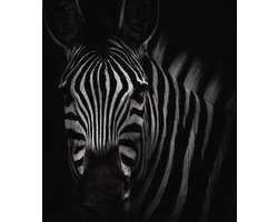 Poster / Parier - Dieren / Zebra - Wit / grijs / zwart / bruin - 60 x 60 cm
