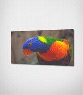 Parrot Canvas