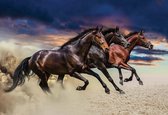 Fotobehang Horse Pony | XXXL - 416cm x 254cm | 130g/m2 Vlies