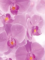 Fotobehang Flowers Orchids | XXL - 206cm x 275cm | 130g/m2 Vlies