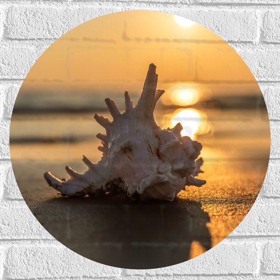 Muursticker Cirkel - Zeeschelp op het Strand aan de Zee tijdens Zonsondergang - 50x50 cm Foto op Muursticker