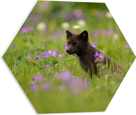 PVC Schuimplaat Hexagon - Zwartgekleurde Vos in het Hoge Grasveld vol met Paarse Bloemen - 50x43.5 cm Foto op Hexagon (Met Ophangsysteem)