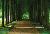 Fotobehang Path Trees Forest Nature | PANORAMIC - 250cm x 104cm | 130g/m2 Vlies