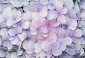 Fotobehang Flowers Hydrangea Purple Pink | XXL - 206cm x 275cm | 130g/m2 Vlies