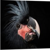 Dibond - Zwartkleurige Kaketoe Vogel tegen Zwarte Achtergrond - 80x80 cm Foto op Aluminium (Wanddecoratie van metaal)
