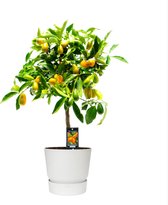 Citrus Kumquat Gigante in ELHO outdoor sierpot Greenville Rond (wit) ↨ 85cm - hoge kwaliteit planten