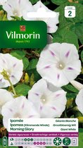 Vilmorin - Ipomea (klimmende winde) - Morning Glory - V413