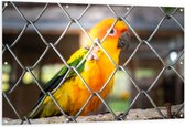 Tuinposter – Felgekleurde Zonparkiet Vogel achter Geruit Hek - 150x100 cm Foto op Tuinposter (wanddecoratie voor buiten en binnen)