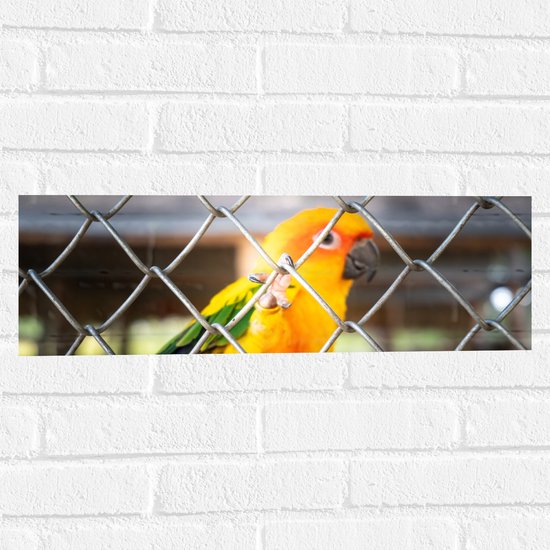 Muursticker - Felgekleurde Zonparkiet Vogel achter Geruit Hek - 60x20 cm Foto op Muursticker