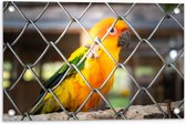 Tuinposter – Felgekleurde Zonparkiet Vogel achter Geruit Hek - 60x40 cm Foto op Tuinposter (wanddecoratie voor buiten en binnen)