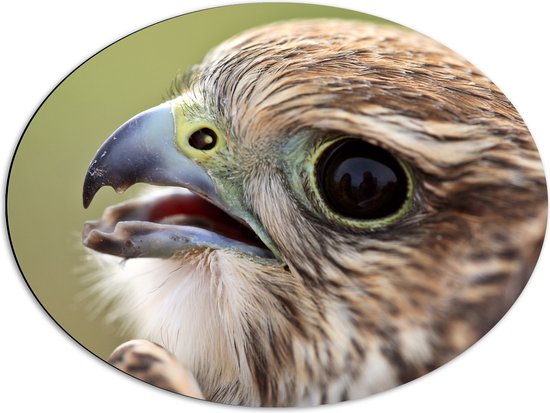 Dibond Ovaal - Close-up van Hoofd van Bruine Saker Valk Vogel met Gele Details - 68x51 cm Foto op Ovaal (Met Ophangsysteem)