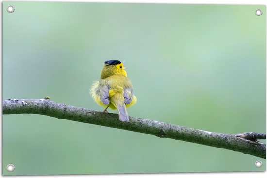 Tuinposter – Achteraanzicht van Zingend Geel Wilsons Vogeltje op een Tak - 75x50 cm Foto op Tuinposter (wanddecoratie voor buiten en binnen)