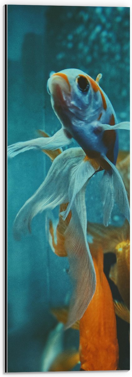 Dibond - Blauw met Oranje Vis met Dansende Vinnen in het Aquarium - 20x60 cm Foto op Aluminium (Wanddecoratie van metaal)