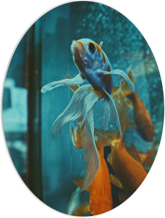 PVC Schuimplaat Ovaal - Blauw met Oranje Vis met Dansende Vinnen in het Aquarium - 60x80 cm Foto op Ovaal (Met Ophangsysteem)