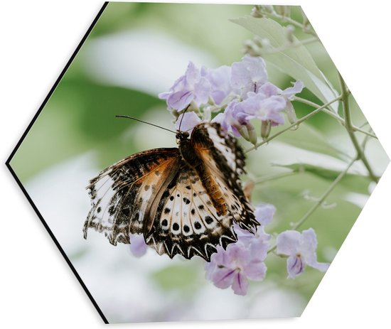 Dibond Hexagon - Bruin met Zwarte Vlinder met Open Vleugels bij Paarse Bloemen - 30x26.1 cm Foto op Hexagon (Met Ophangsysteem)