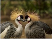 Poster Glanzend – Liefdevol Duo Kraanvogels - 80x60 cm Foto op Posterpapier met Glanzende Afwerking