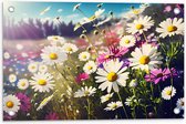 Tuinposter – Bloemenveld Vol Paarse en Witte Madeliefjes - 60x40 cm Foto op Tuinposter (wanddecoratie voor buiten en binnen)
