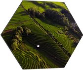 Dibond Hexagon - Bovenaanzicht van de Rijstvelden in Indonesië - 60x52.2 cm Foto op Hexagon (Met Ophangsysteem)