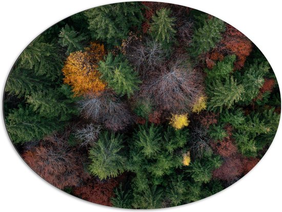 Dibond Ovaal - Bovenaanzicht van Coniferen Bomen in Verschillende Kleuren - 96x72 cm Foto op Ovaal (Met Ophangsysteem)