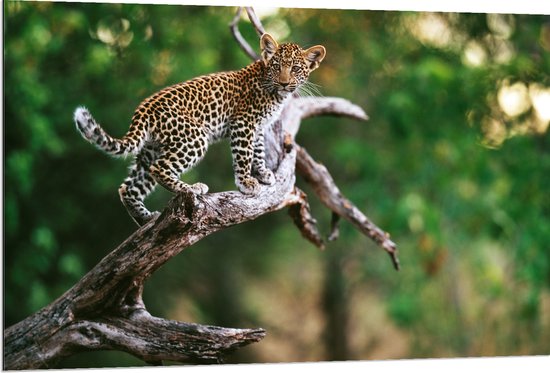 Dibond Baby Luipaard lopend over Smalle Tak in het BoS 120x80 cm Foto  op bol