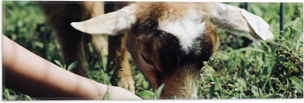 Vlag - Baby Geitje Grazend aan het Gras - 60x20 cm Foto op Polyester Vlag