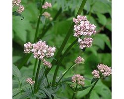 6x Valeriaan - Valeriana officinalis - Pot 9x9cm